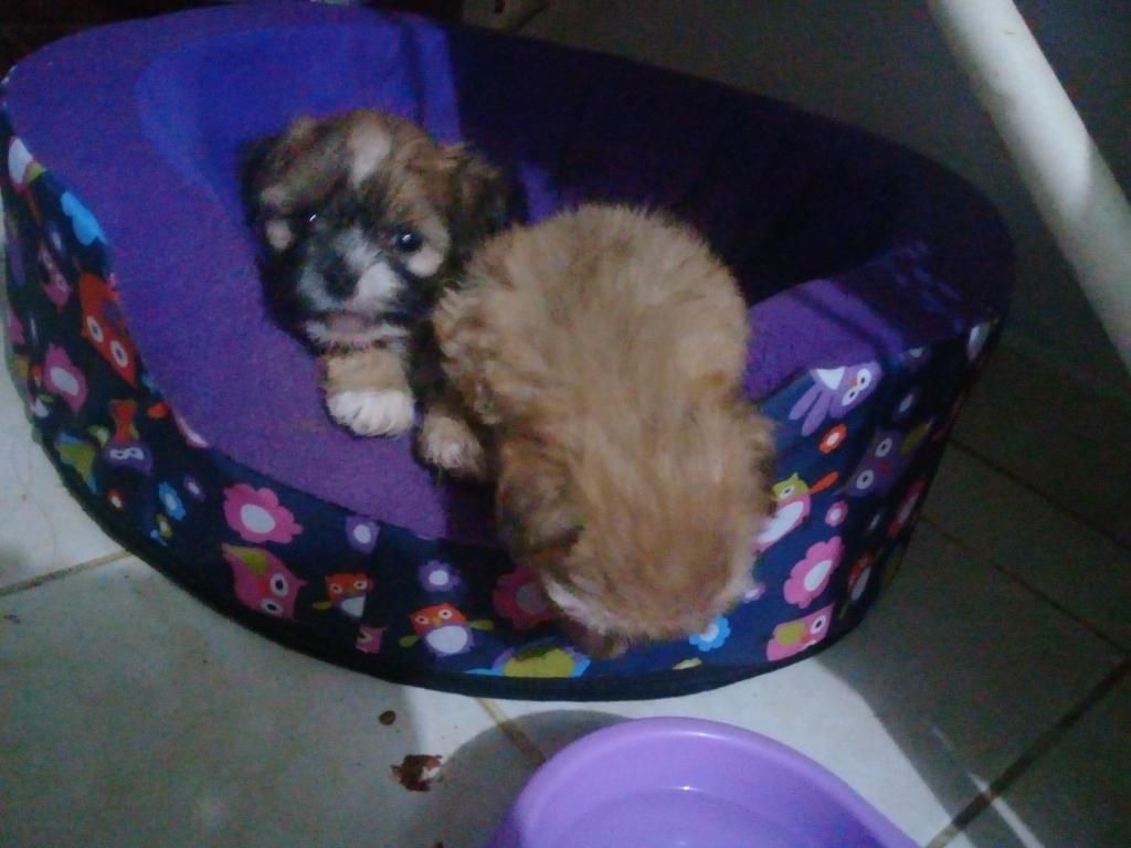 Cachorra Shih tzu 