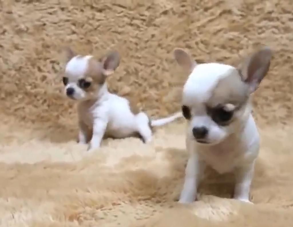 Cachorras Chihuahuas