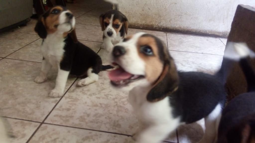 Cachorritos Beagle Vendo Vacunados