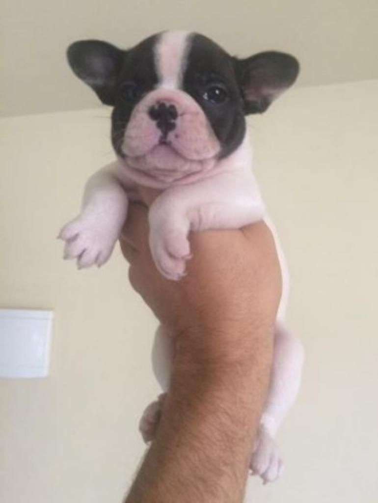Cachorritos Bulldog Frances Vendo