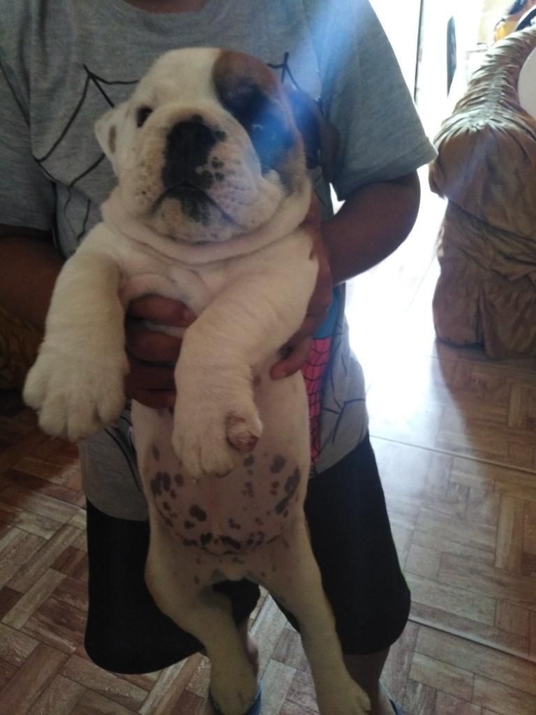 Cachorro Bulldog Inglés