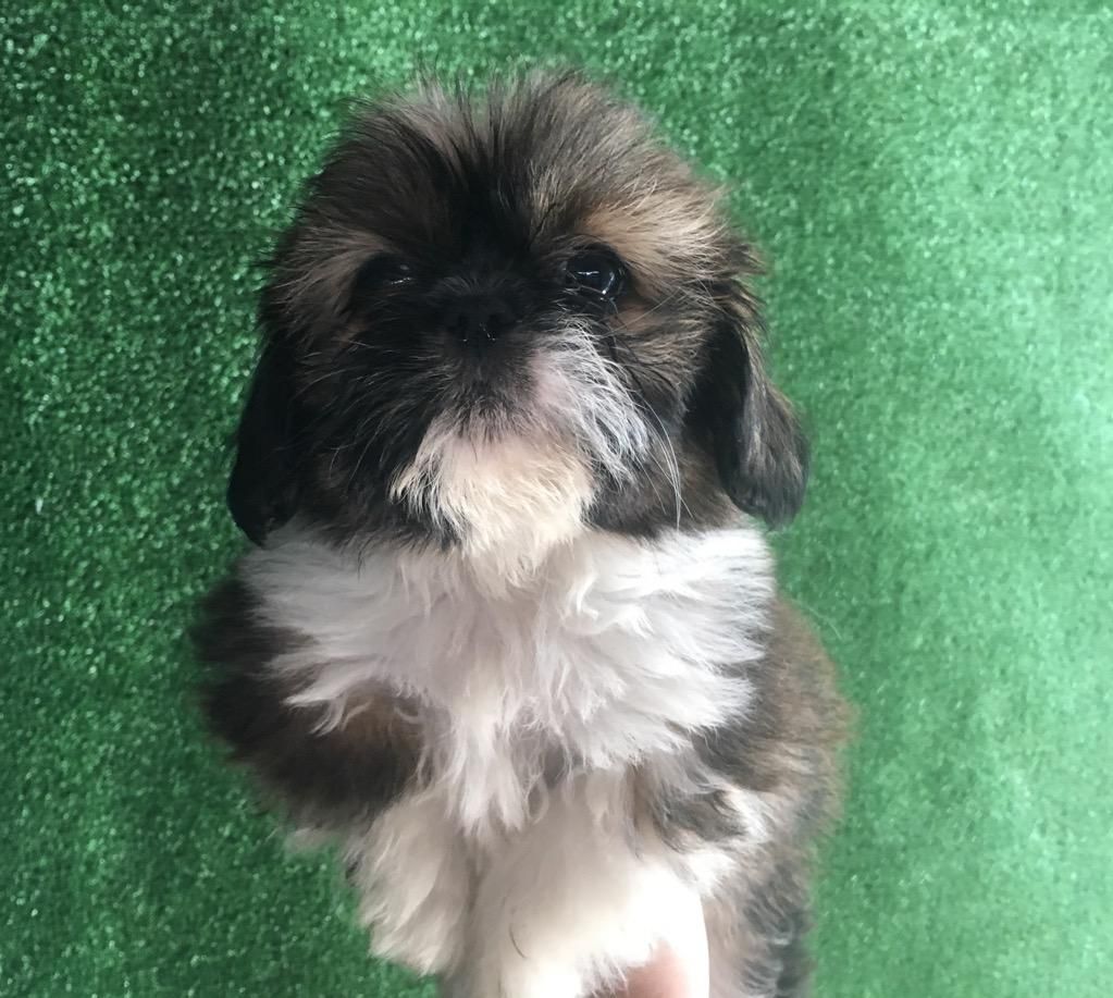 Cachorro Shihtzu