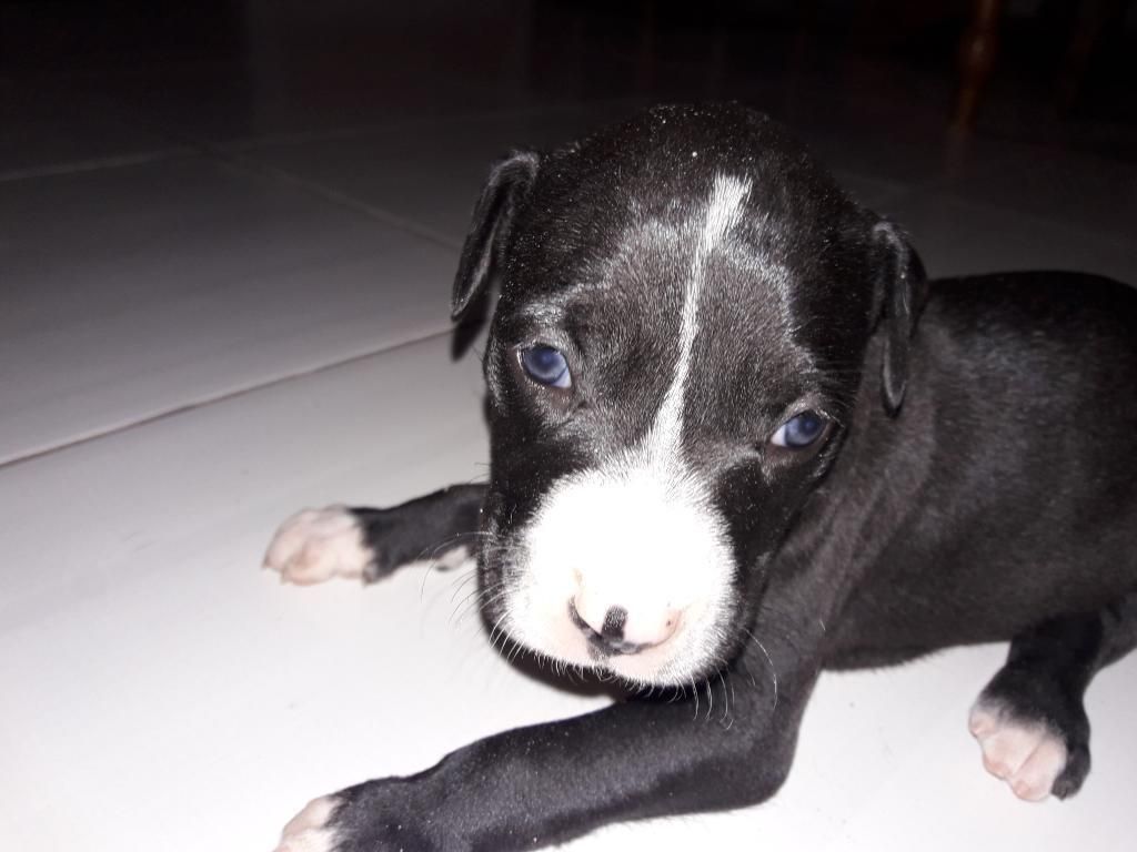 Cachorros American Staffordshire