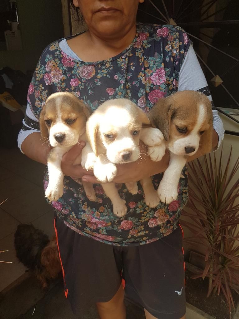 Cachorros Beagle Tricolor Y Bicolor