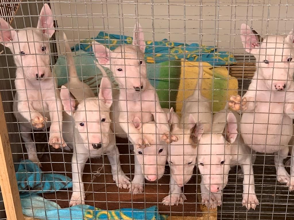 Cachorros Bull Terrier Hembras Y Machos
