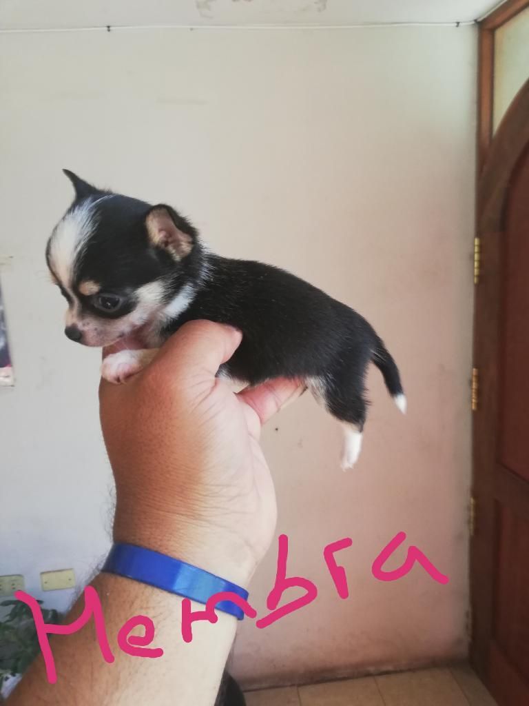 Cachorros Chihuahua