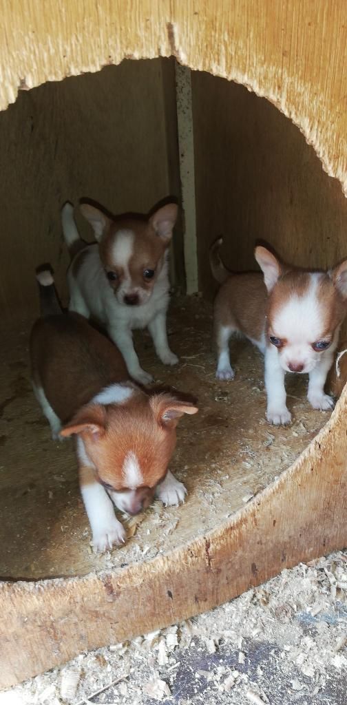 Cachorros Chihuahua en Venta