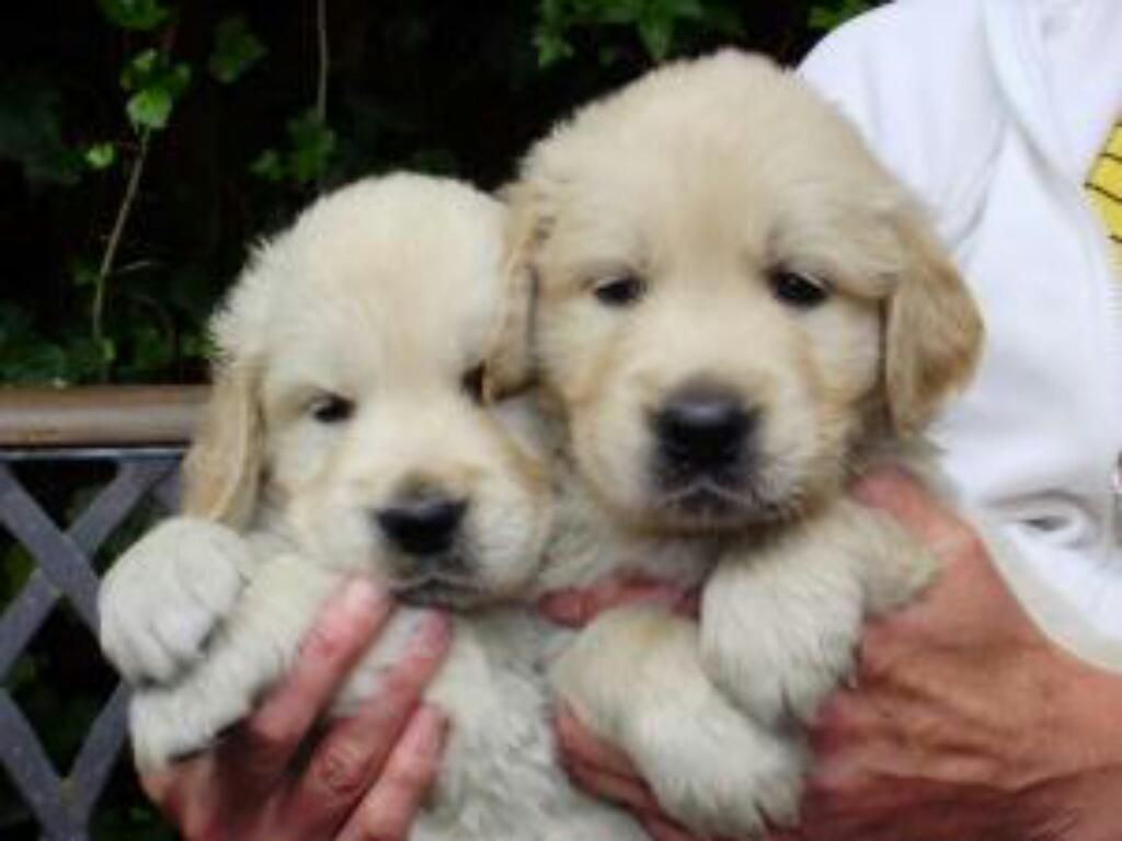 Cachorros Golden Retrievers