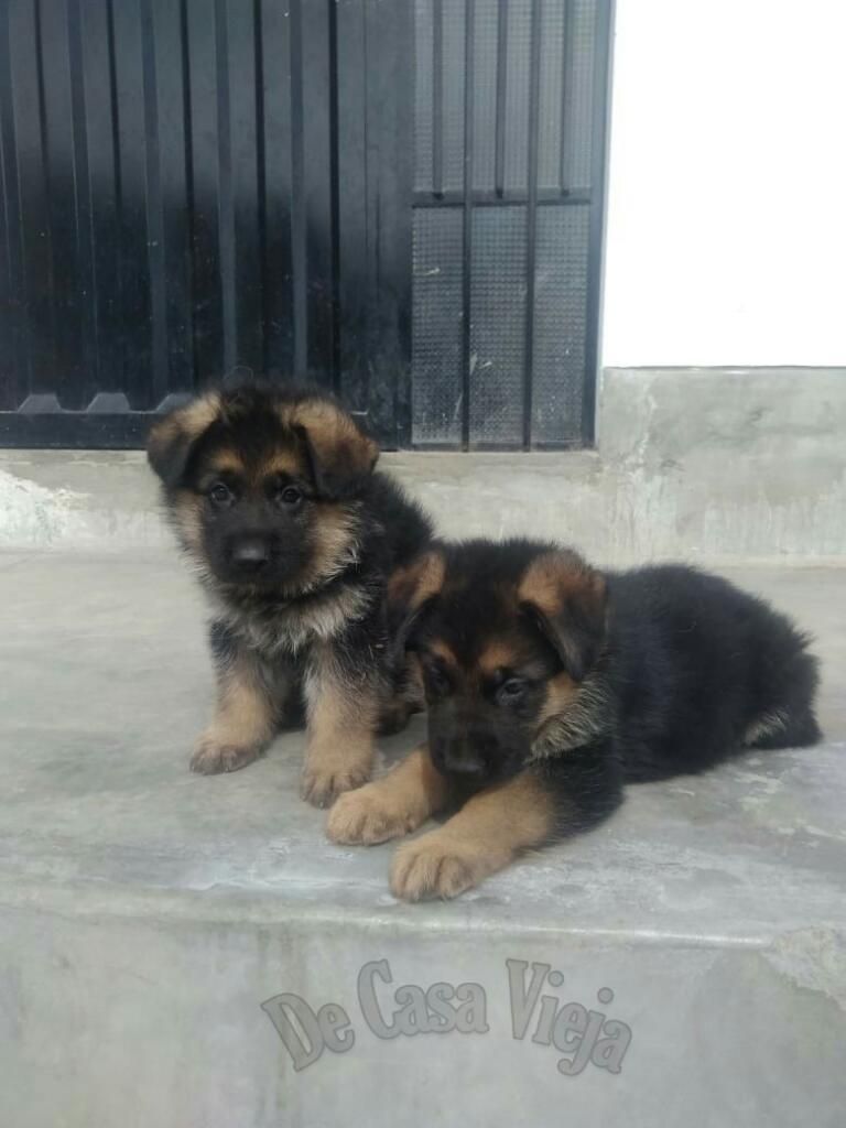 Cachorros Pastor Alemán