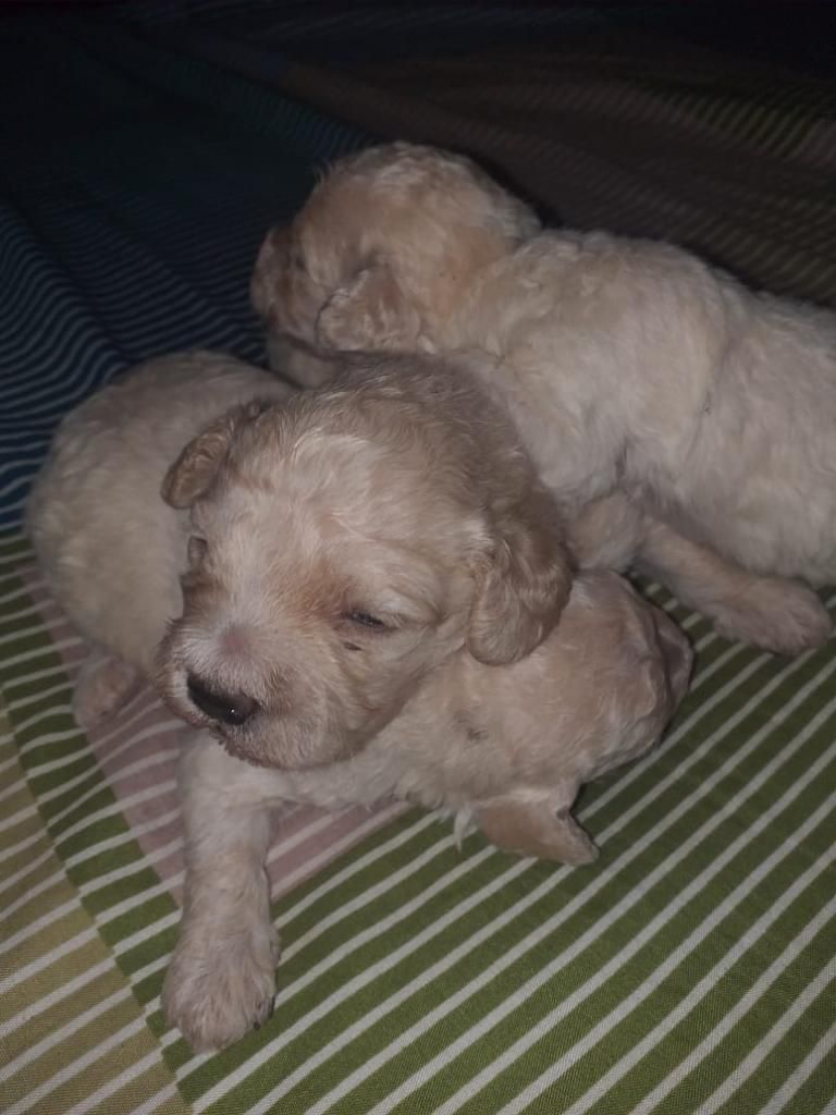 Cachorros Poodle Caniche