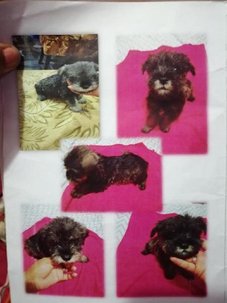 Cachorros Schnauzer