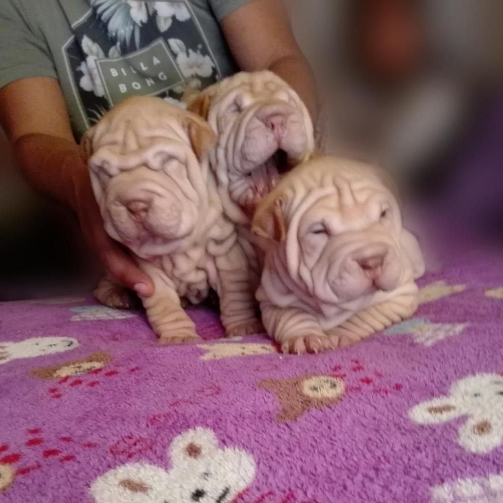 Cachorros Sharpei