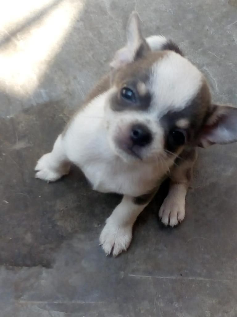 Chihuahua Exotico Blue Macho