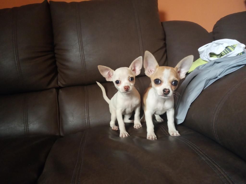 Chihuahua Hembra Blanca Y Bicolor