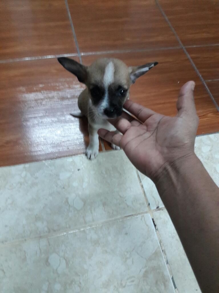 Chihuahua Macho de 2 Meses