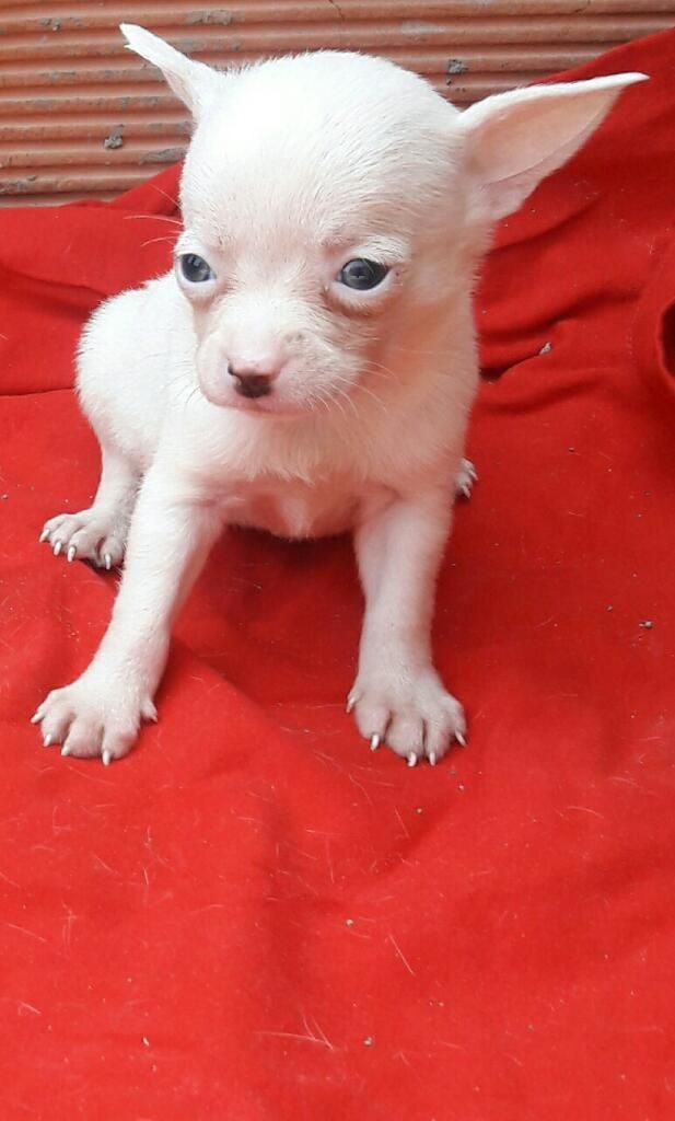 Chihuahua Mini Toy Macho de Mes Y Medio