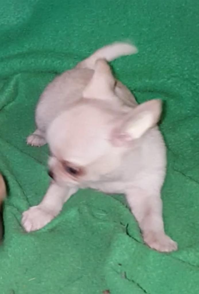Chihuahuas Toys Miraflores