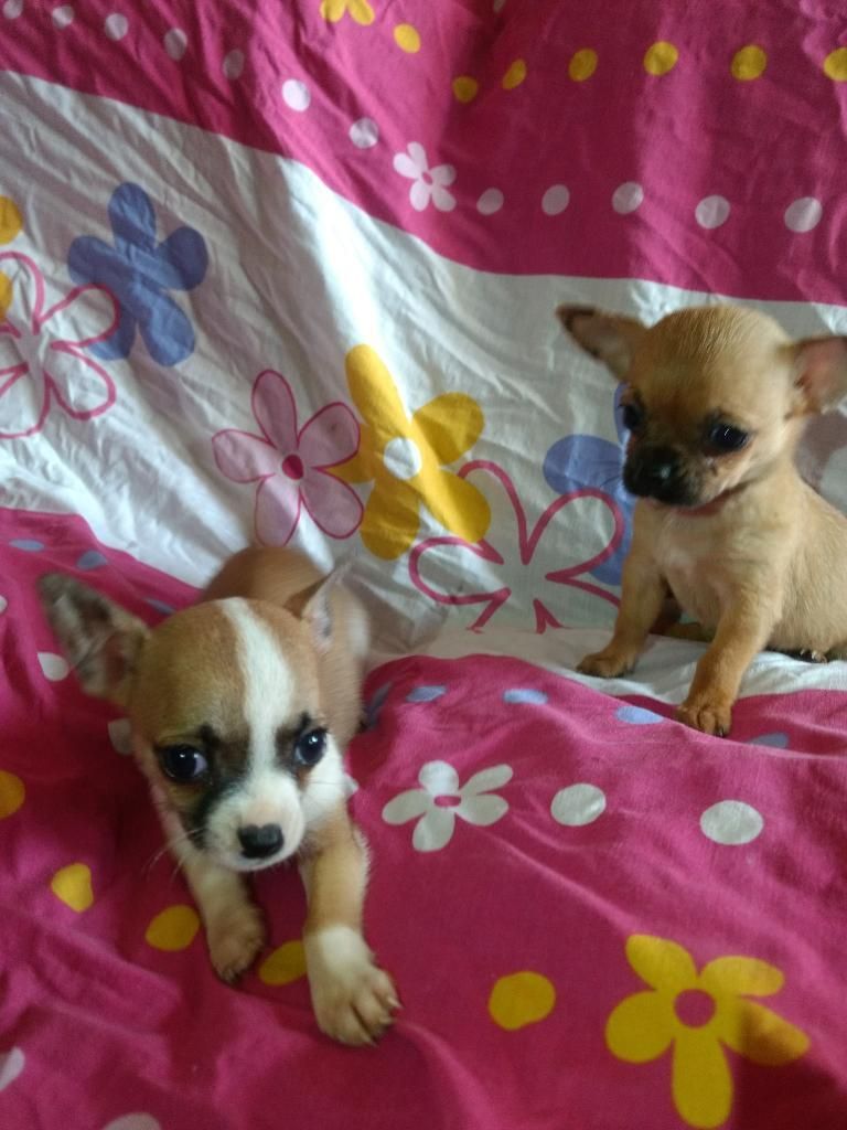 Chihuahuas en Venta