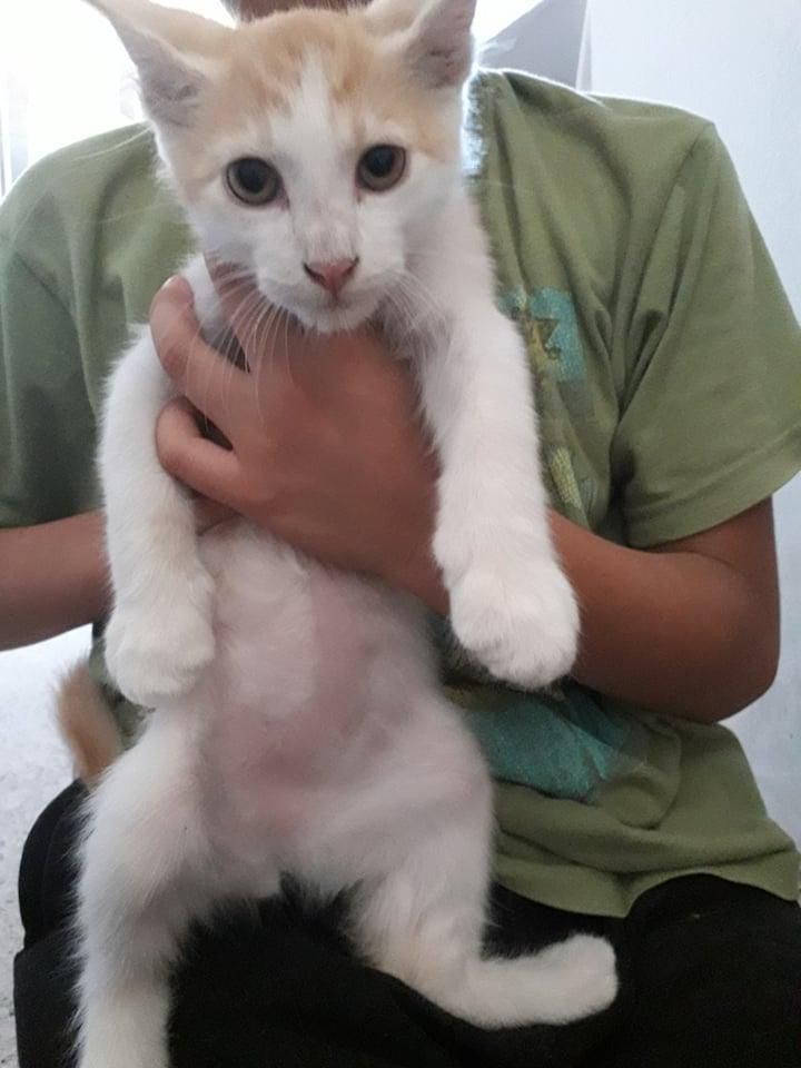 Doy en adopción hermosa gatita