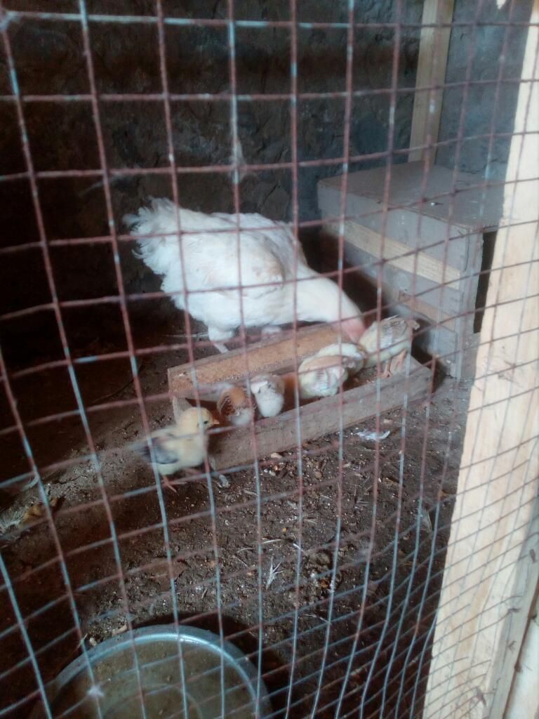 Gallinas Ponedoras