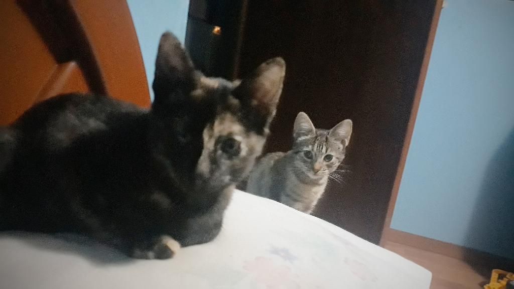 Gatitas en Adopción