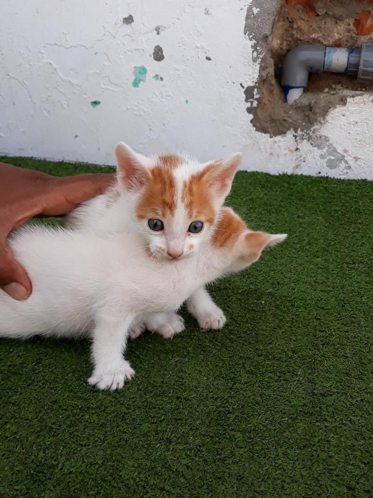 Gatitos en Adopcion