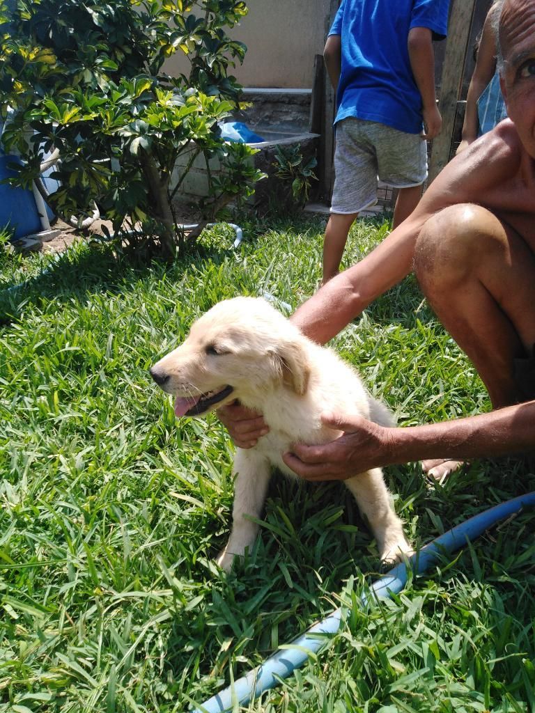 Golden Retriever Hembra Macho