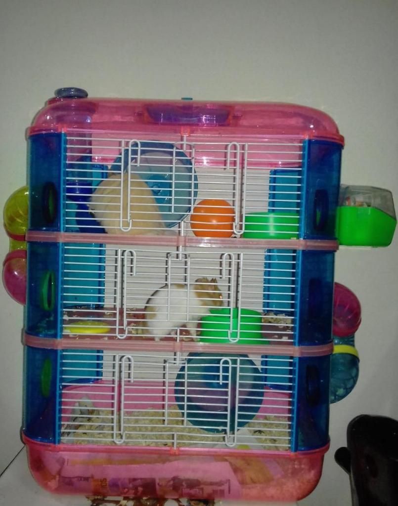 Hamsters Mas Jaula Comida Viruta Juegos