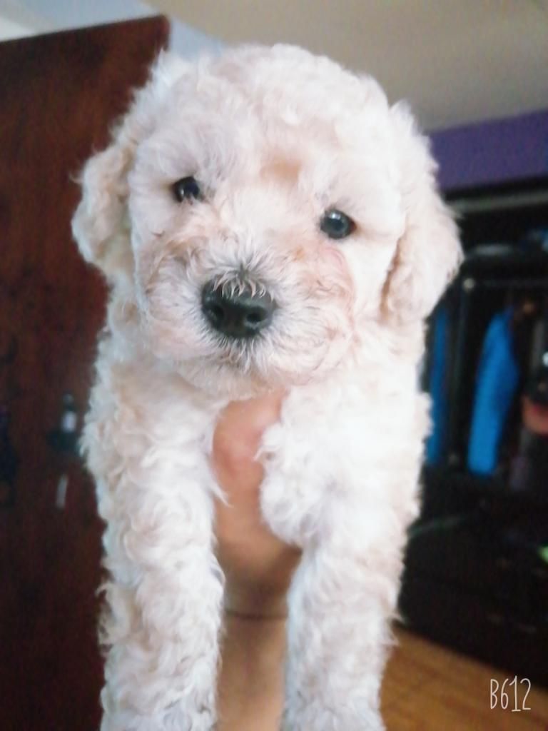 Hermosa Bb Poodle