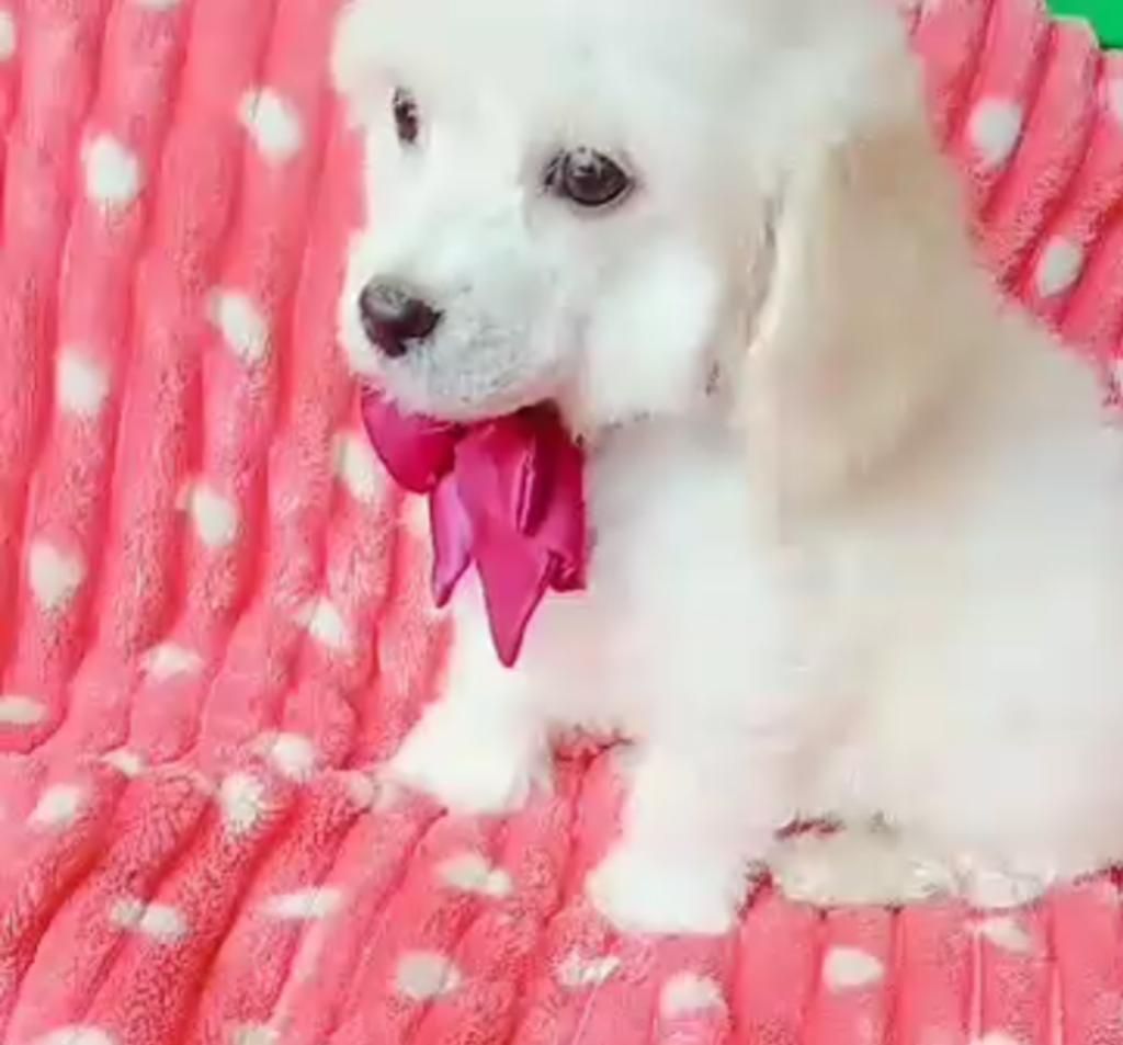 Hermoso Poodle Mini