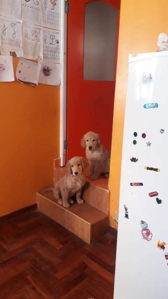 Hermosos cachorros Golden puritos