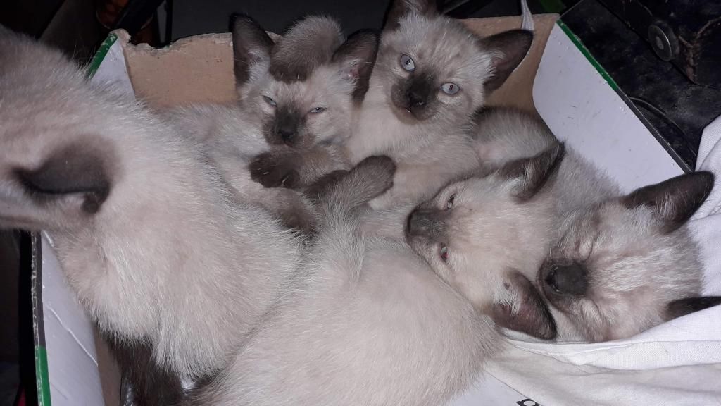 Hermosos gatitos