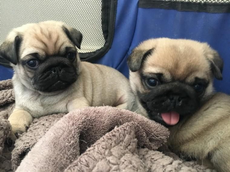 LINDISIMOS ÑATITOS PUG CARLIÑOS VENDO GARANTIA