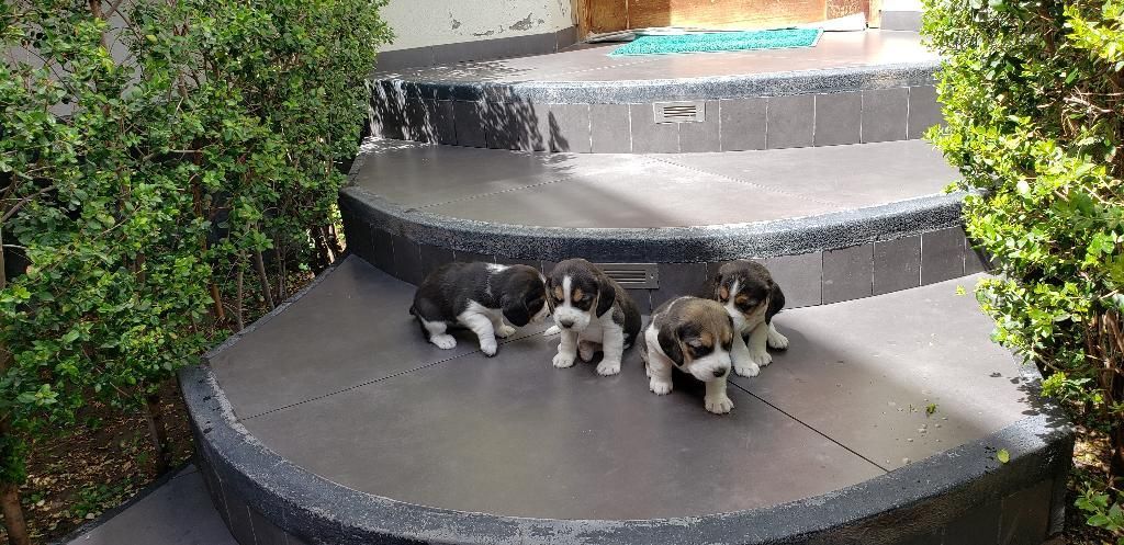 Lindo Ejemplares Beagles.