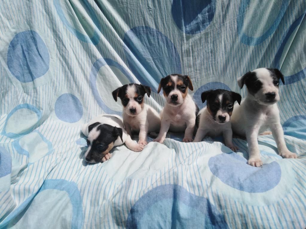 Lindos Cachorros Jack Russell Tricolor