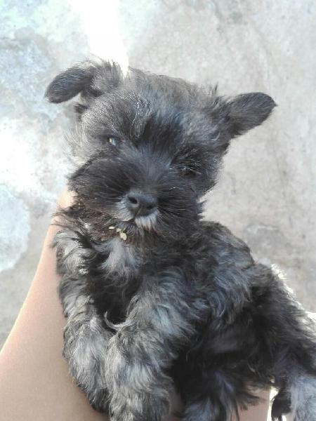 Perros Schnauzer