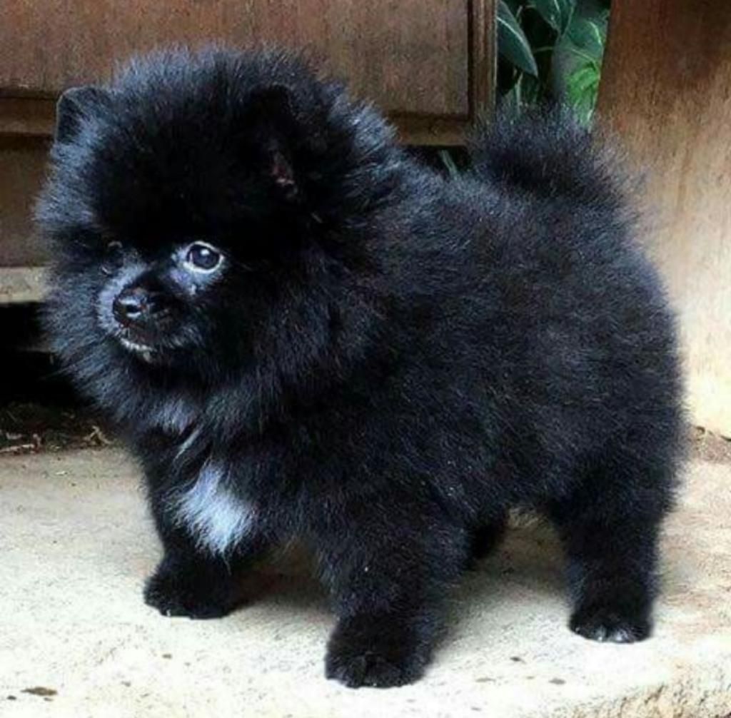 Pomerania