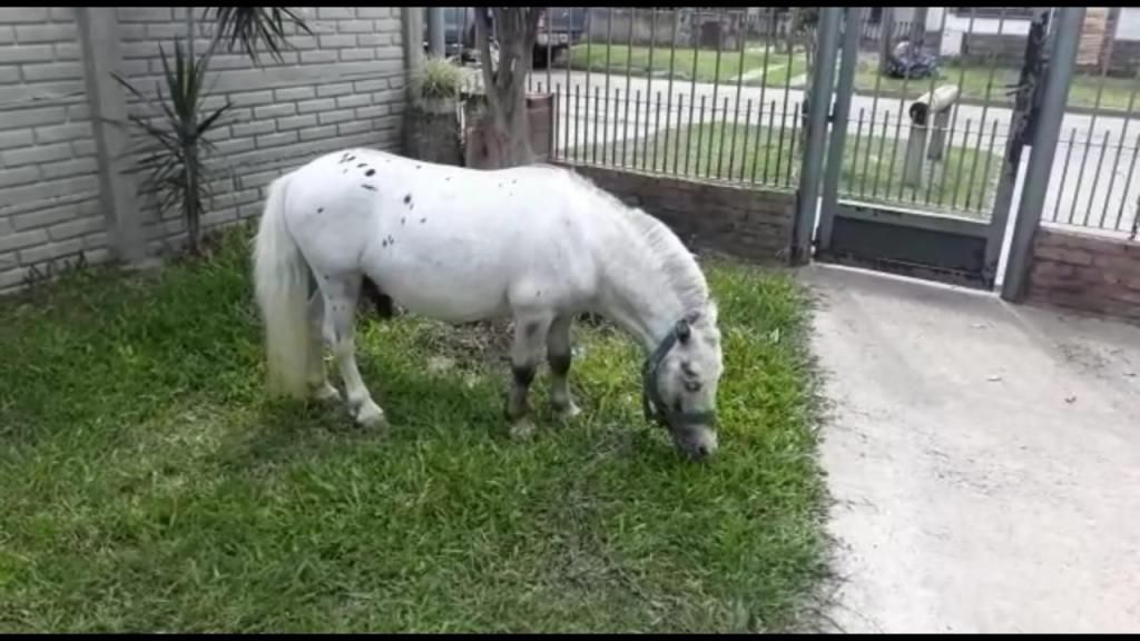 Pony argentino