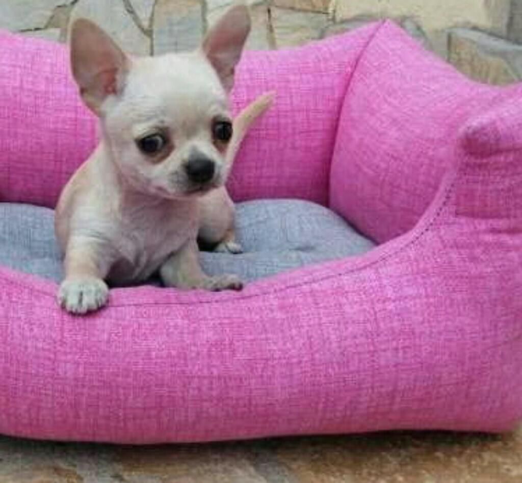 Preciosa Chihuahua Toy Variados Colores