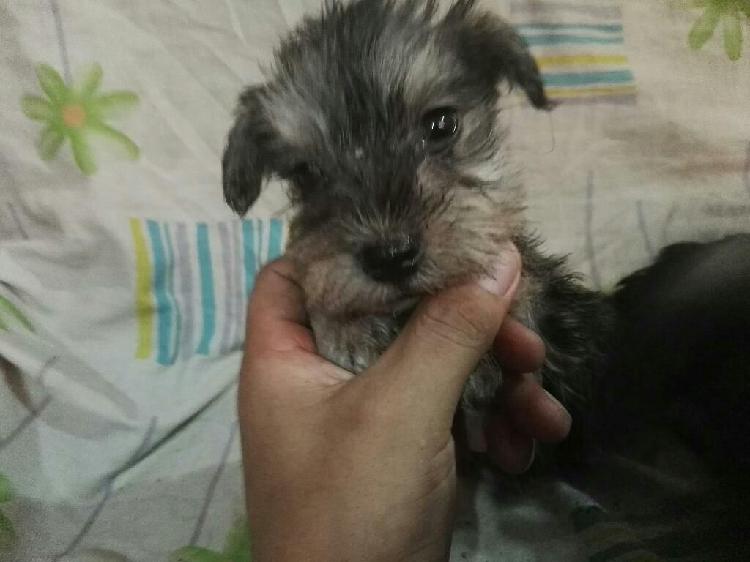 Raza Schnauzer Miniatura