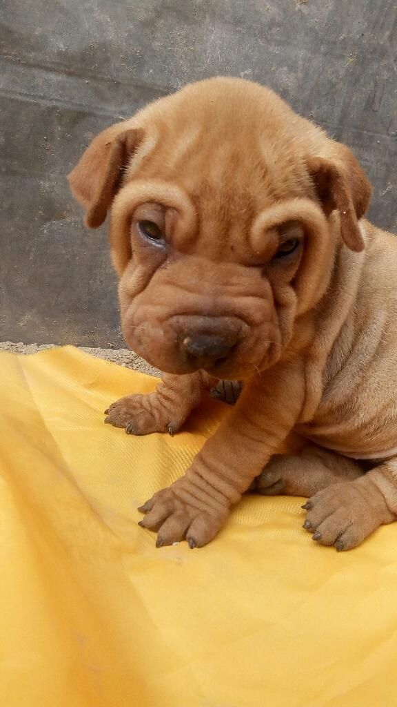 Remato Linda Sharpei