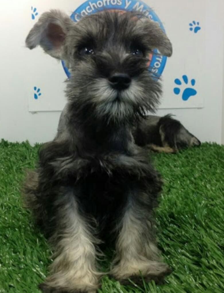 Schnauzer Toy Raza Pura Miniatura