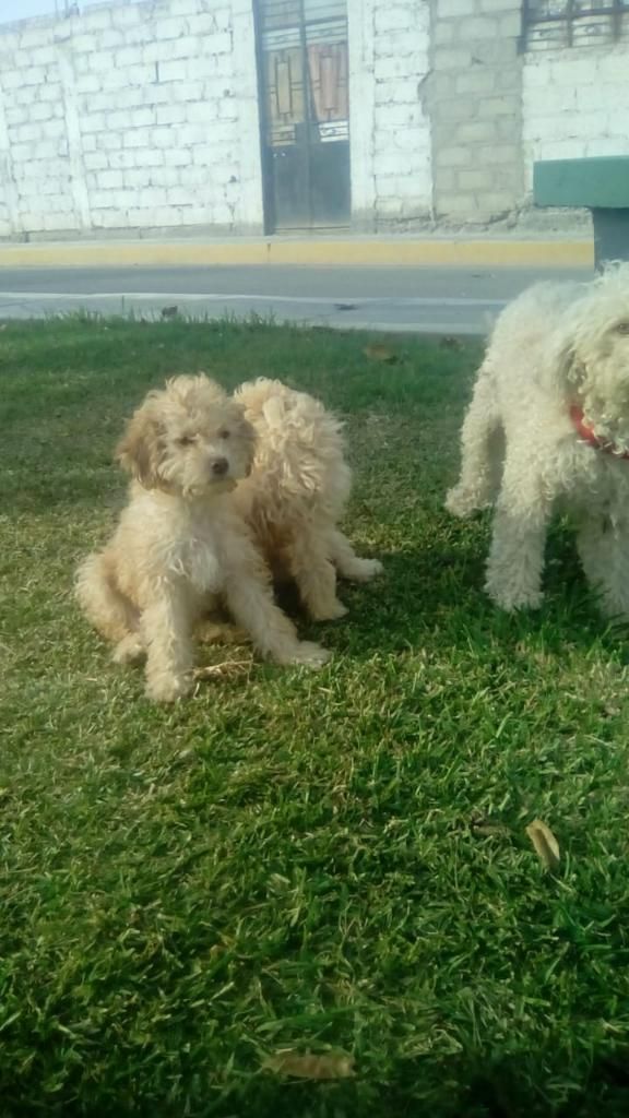 Se Da en Adopción Cachorros Poodle