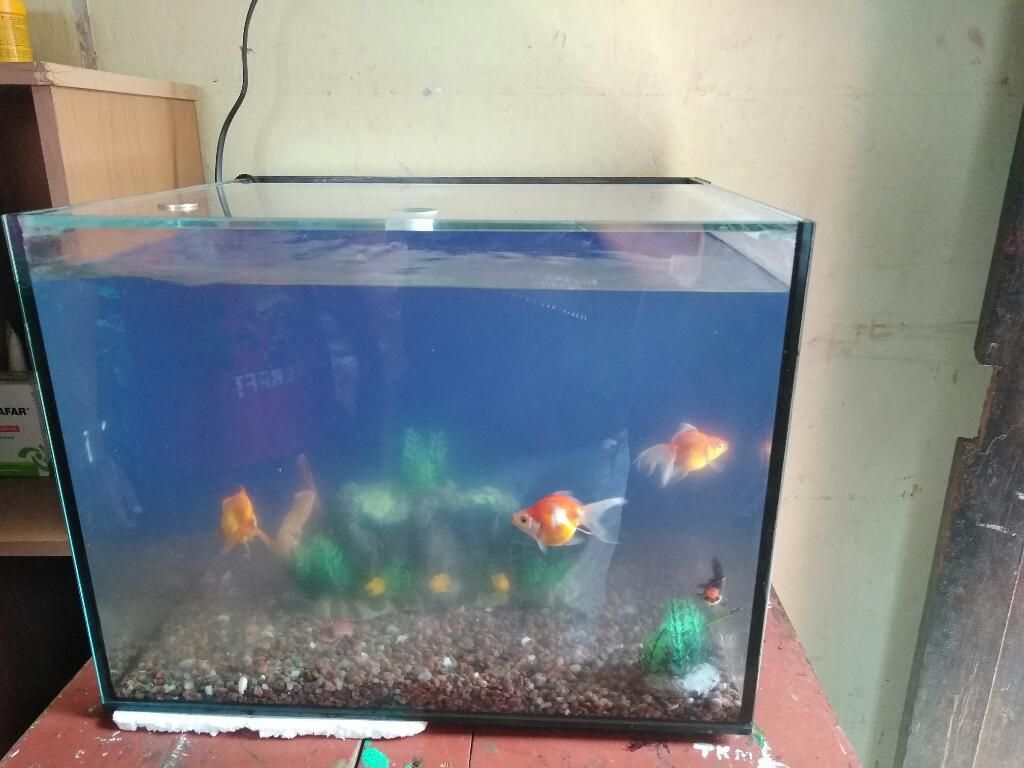 Se Vende Acuario con 4 Pesces Goldfish