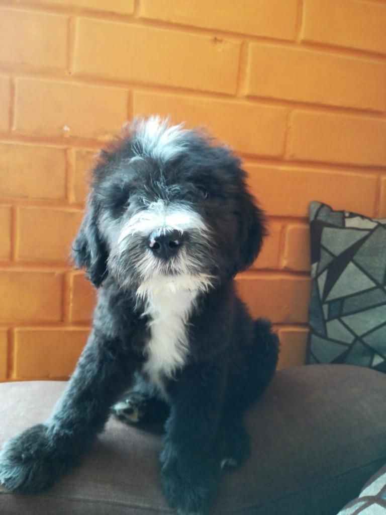 Se Vende Cachorrito Ovejero Belga