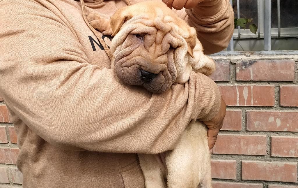 Sharpei