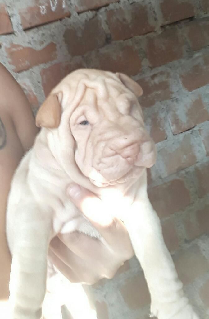 Sharpei Cachorros Dos