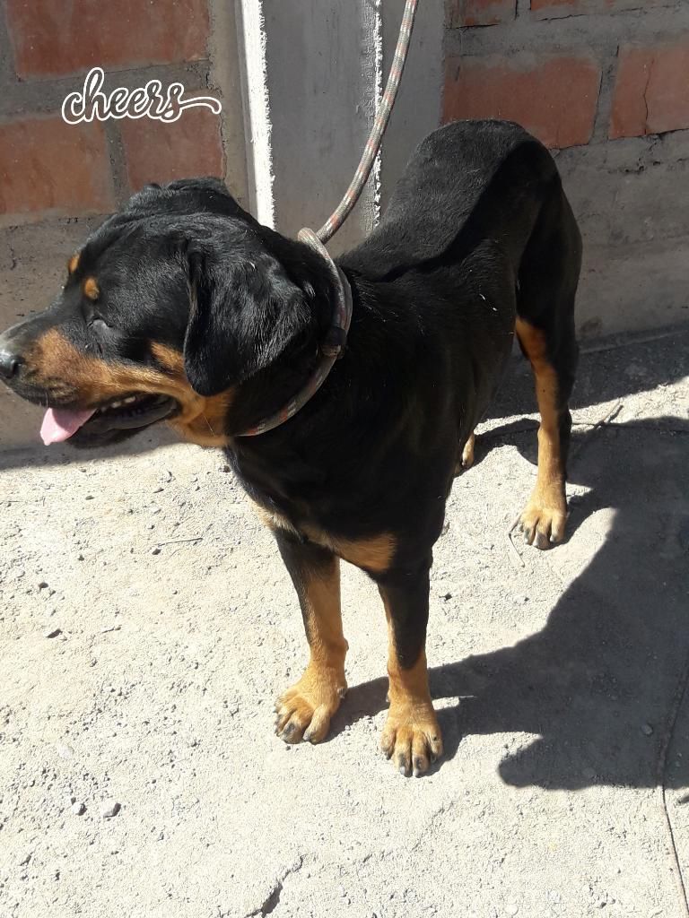 Vendo Cachorro Rottweiler