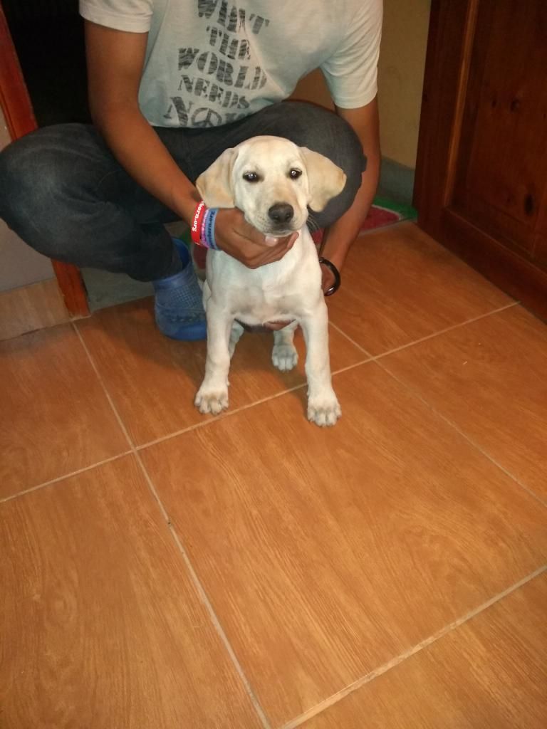 Vendo Labrador Cachorro