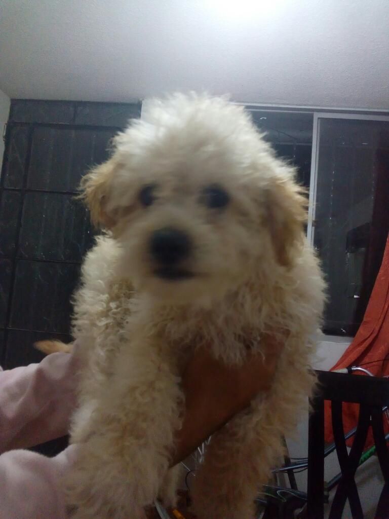 Vendo Poodle